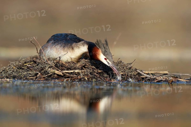 Great Crested Grebe (Podiceps cristatus) on nest, North Rhine-Westphalia, Germany