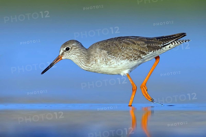 Redshank, (Tringa totanus), Animals, Birds, Snipe family, Raysut, Salalah, Sohar, Oman