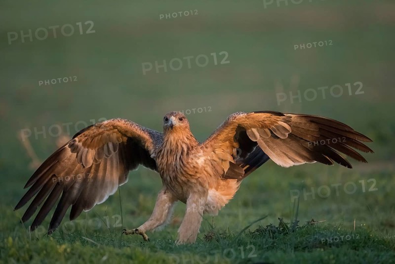 Juvenile Iberian Eagle (Aquila adalberti), Spanish imperial eagle, Extremadura, Castilla La Mancha, Spain