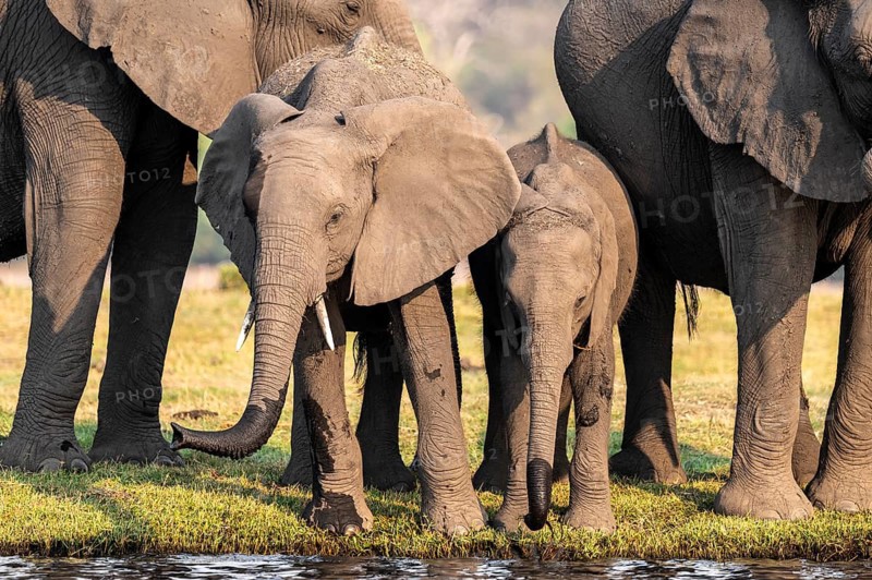 Herd of animals with young, African elephant (Loxodonta africana) drinking at the Chobe River, Ihaha, Chobe National Park, Botswana, Africa