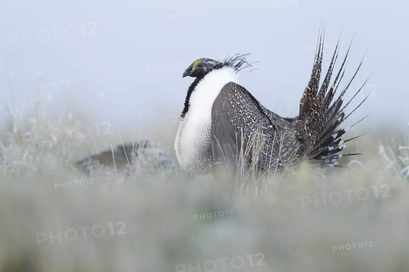 Sage Grouse (Centrocercus urophasianus) male mating, Idaho, USA