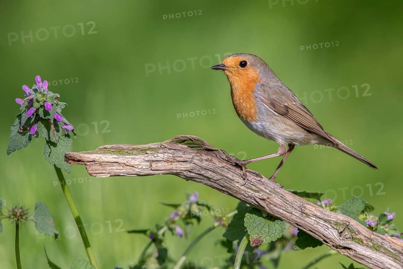 European Robin (Erithacus rubecula) perched on an old tree trunk, Poland