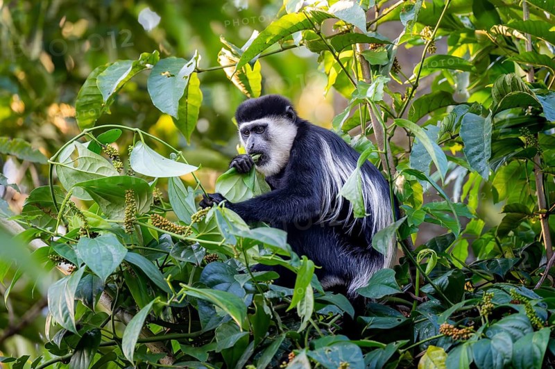 West African guereza or mantelaffe (Colobus guereza occidentalis) eating leaves, Bigodi, Western Region, Uganda