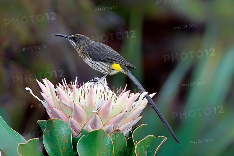 Cape Honeybird (Promerops cafer), adult, male, on flower, foraging, Protea, vigilant, Kirstenbosch Botanical Gardens, Cape Town, South Africa