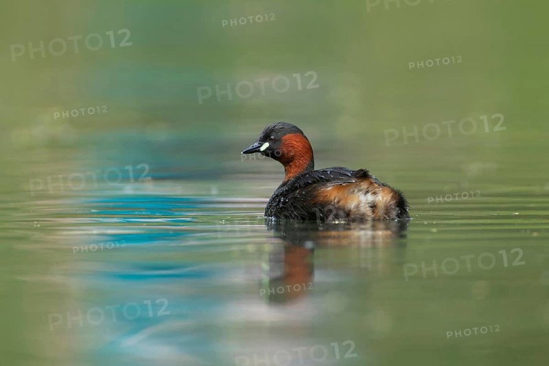 Little grebe or Dabchick (Tachybaptus ruficollis) adult bird on a lake, England, United Kingdom