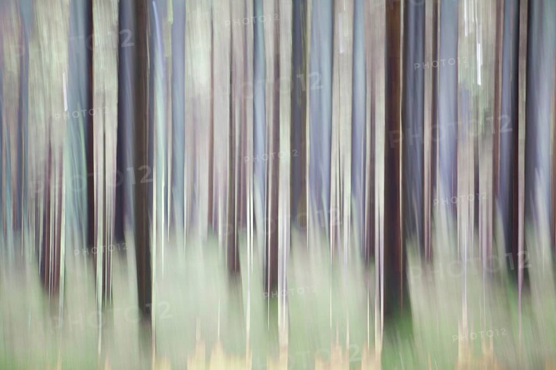 Atmospheric forest, abstract structures, wiping effect, bulb exposure