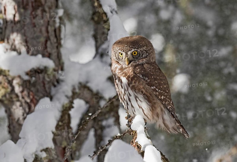 Eurasian Pygmy Owl (Glaucidium passerinum) perched on a snowy branch, Aosta Valley, Italy