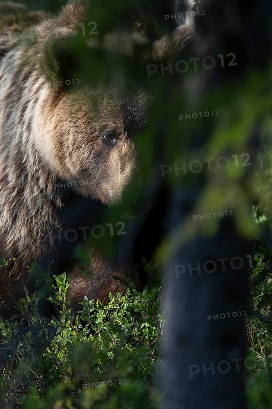 European brown bear, Karelia, Finland