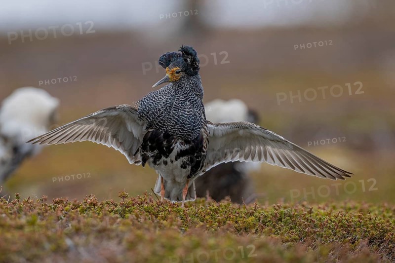 Ruff (Philomachus pugnax), at the mating site, Varanger, Norway