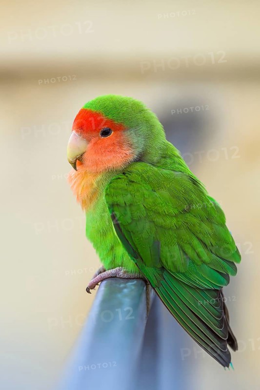 Rosy-faced Lovebird, Agapornis roseicollis, Pizzo, Calabria, Italy