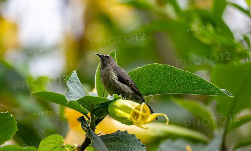 Olive-bellied Sunbird (Cinnyris chloropygius), female sitting on a yellow flower, Mgahinga Gorilla National Park, Western Region, Uganda
