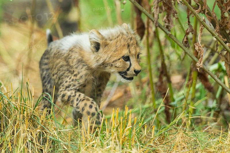 Cheetah (Acinonyx jubatus) youngster walking on a meadow, captive, occurrence Africa
