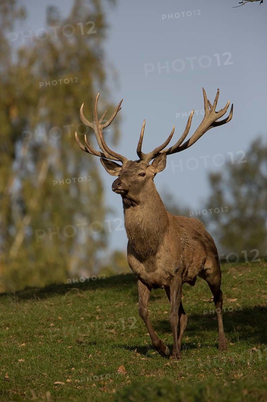 Red Deer stag at the rutting season. Sky in background