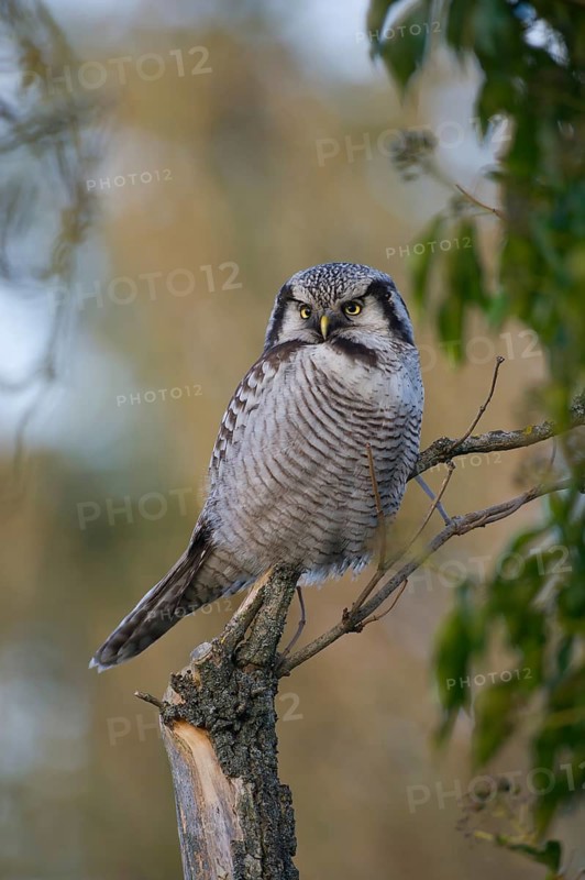 Northern Hawk-Owl (Surnia ulula), Saxony, Germany