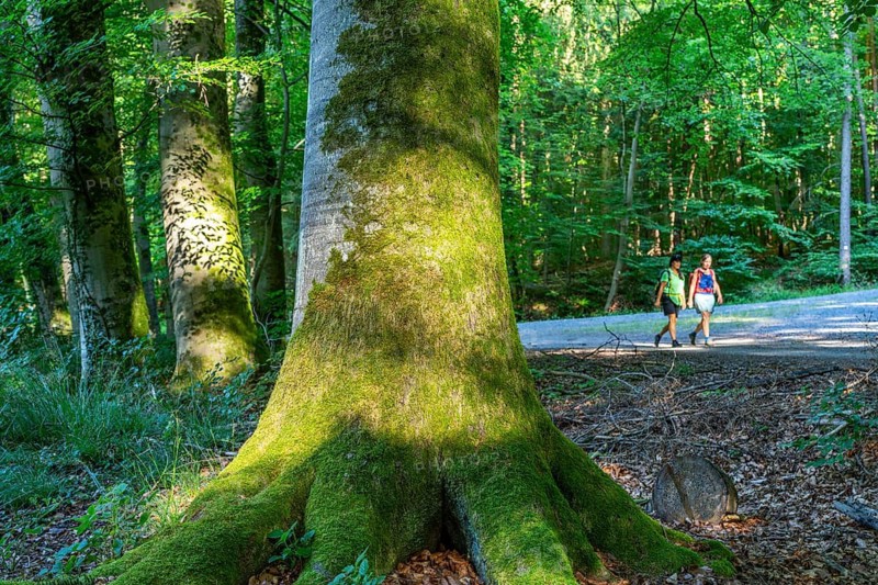 Two woman hiking next to old beech trees in the Steinbach Valley, Kleinostheim, Aschaffenburg, Spessart, Lower Franconia, Bavaria, Germany