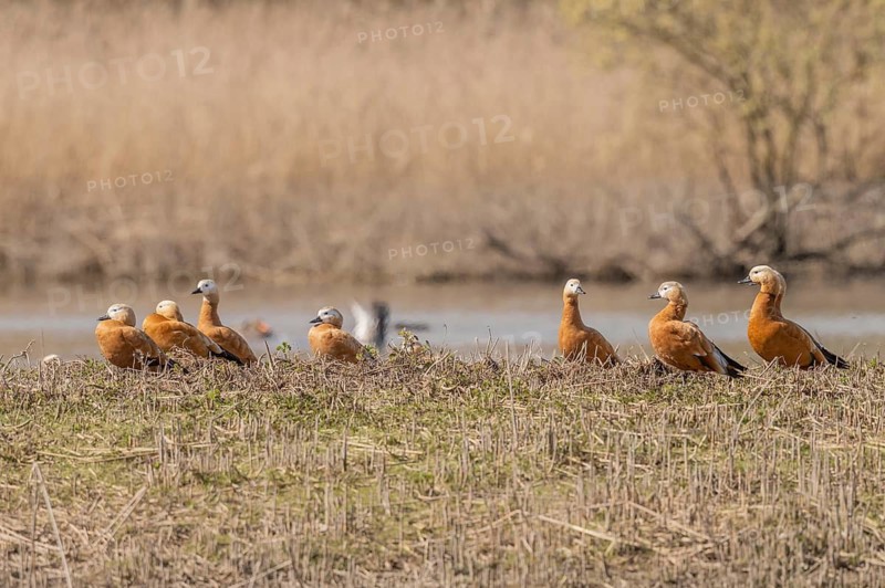 Orange (Tadorna ferruginea) Ruddy Shelduck birds rest on land near pond surrounded by tall grass. The sun is shining on the scene and several other birds can be seen in the background. Bas Rhin, Alsace, France