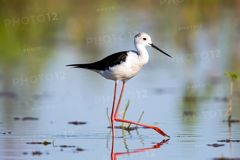 Stilt walkers looking for food, (Himantopus himantopus), Hungary
