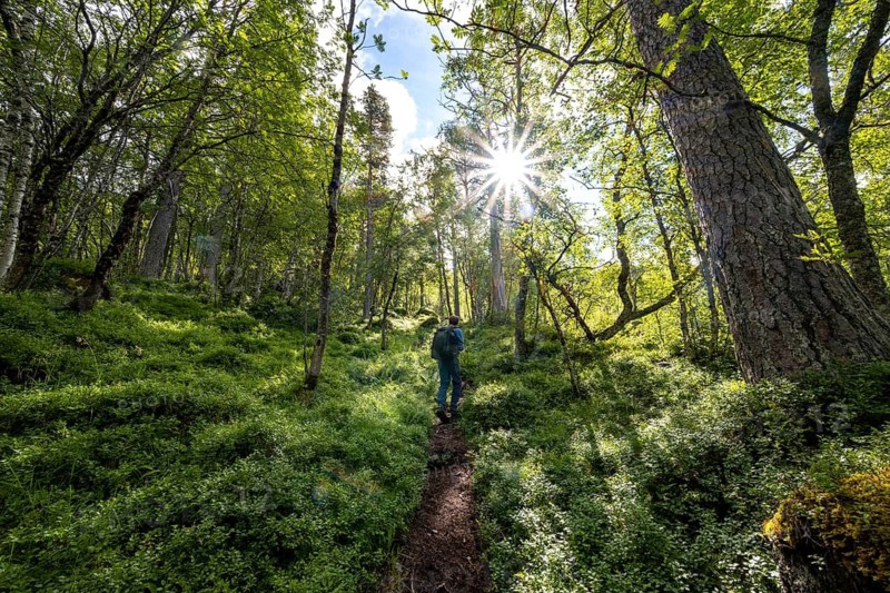 Hiker on a hiking trail in the forest, sun shining through trees, forest with birches, Innerdalen, Hochtal, Sunndal, Møre og Romsdal, Vestlandet, Norway