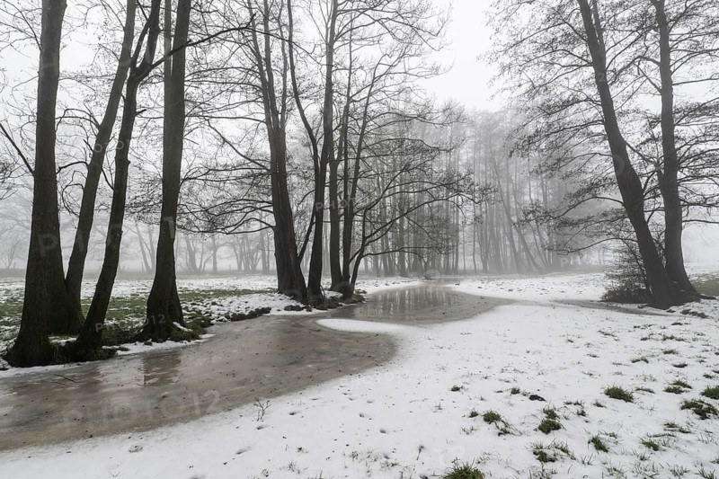 Black alder (Alnus glutinosa) in a misty floodplain landscape, Emsland, Lower Saxony, Germany