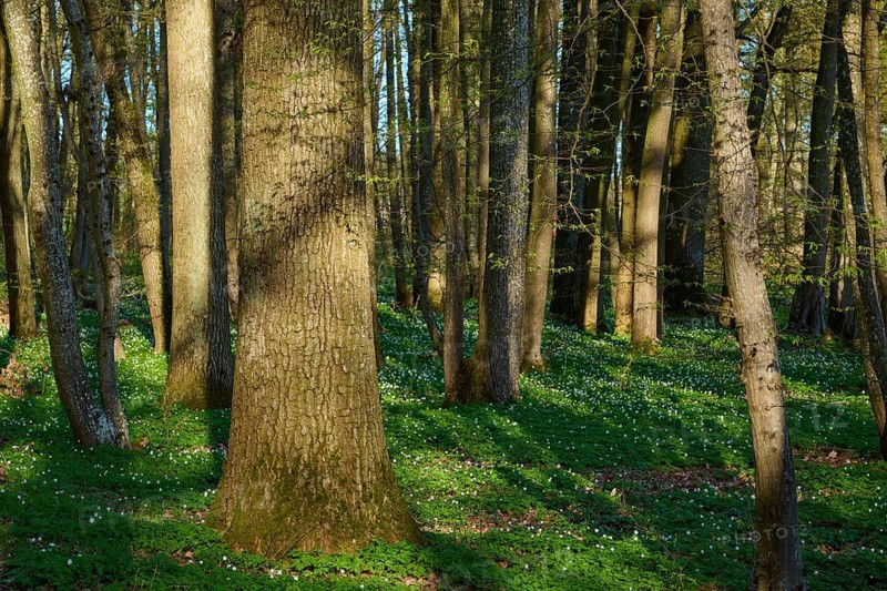 Forest with tall trees and green carpet of plants, spring, wood anemones, Gunzenhausen, Middle Franconia, Bavaria, Germany
