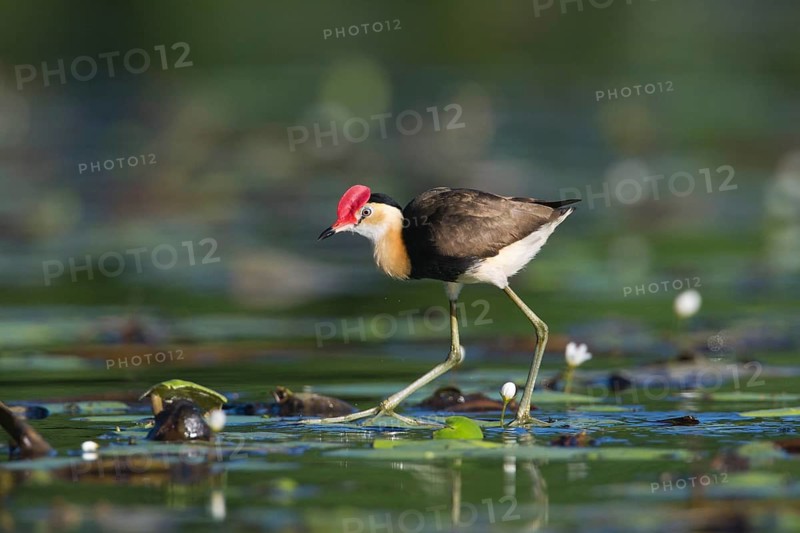 Comb-crested Jacana (Irediparra gallinacea), Queensland, Australia