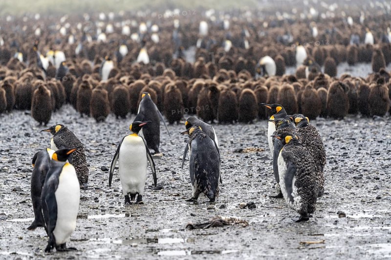 King penguins (Aptenodytes patagonicus), adults in the foreground, behind them a large group of chicks in brown dun-coloured plumage, on wet gravel, Salisbury Plain, South Georgia