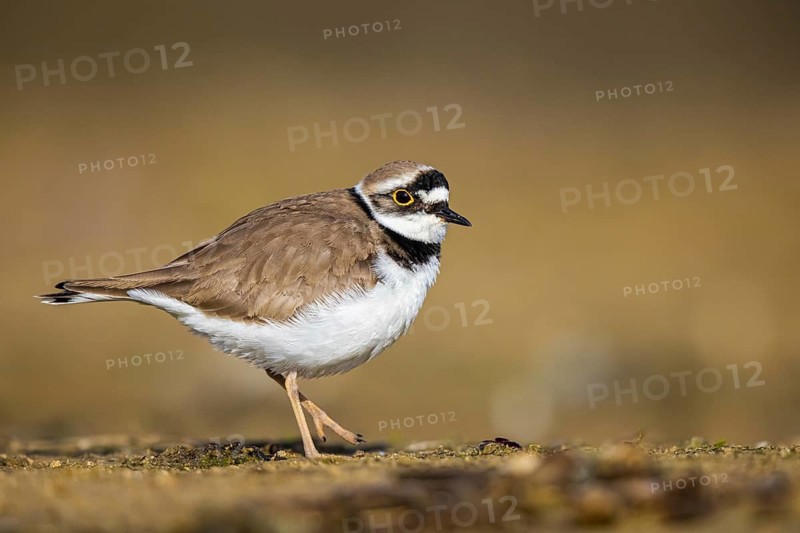 Little Ringed Plover (Charadrius dubius), North Rhine-Westphalia, Germany
