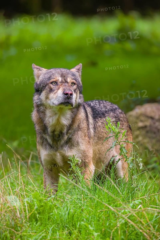 An adult male eurasian gray wolf (Canis lupus lupus) stands at the edge of the forest and watches something