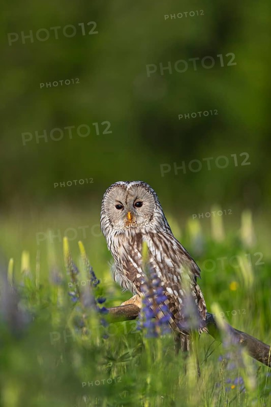 One Ural owl (Strix uralensis) sitting on a branch lying in a field of flowering lupines in late evening light