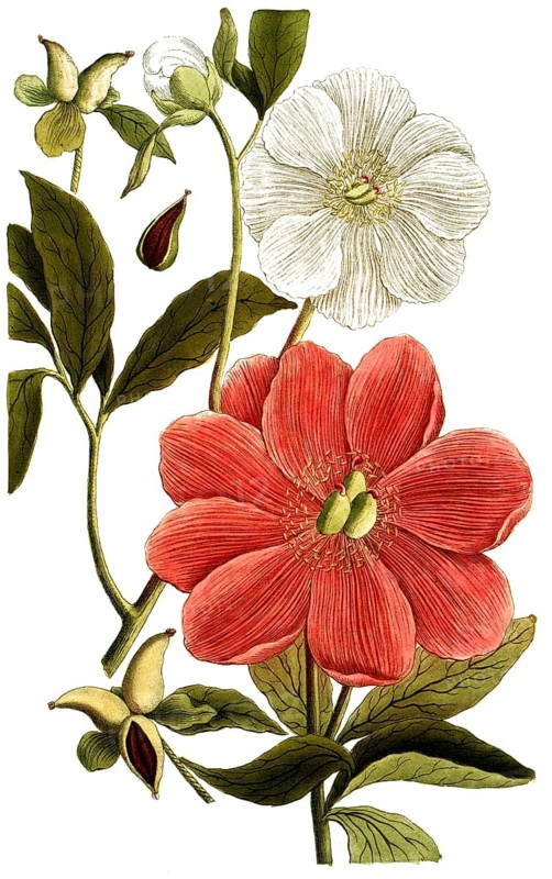 Botany, plants, paonia, peony