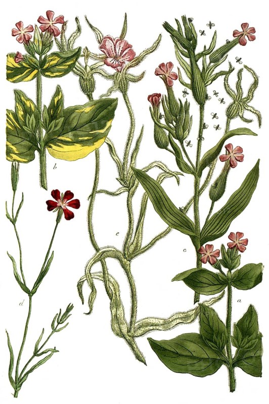 Botany, plants, a. lychnis sylvestris, b. lychnis ocymastrum, c. lychnis viscosa, d. lychnis pseudomelanthio, e. lychnis segetum flore pallido