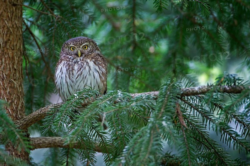 Eurasian Pygmy Owl (Glaucidium passerinum), Saxony, Germany