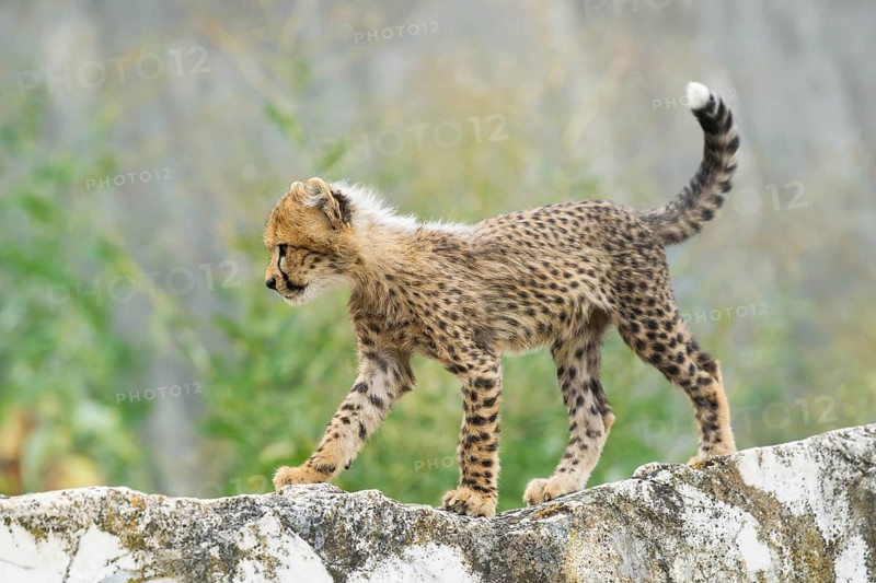 Cheetah (Acinonyx jubatus) youngster walking on a rock, captive, occurrence Africa