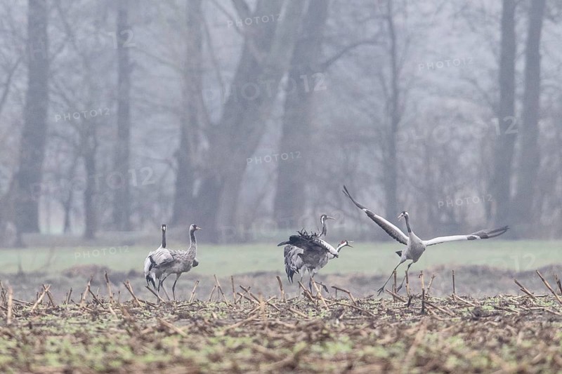 Cranes (Grus grus), Fischerhuder Wümmeniederung, Lower Saxony, Germany