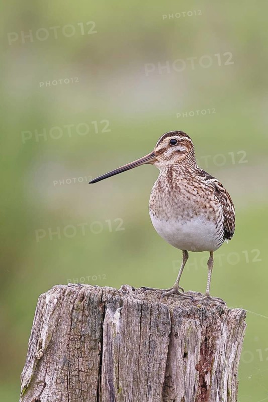 Snipe (Gallinago gallinago), standing on fence post of a pasture, on moorland, snipe birds, wildlife, nature photography, Ochsenmoor, Naturpark Dümmer See, Hüde, Lower Saxony, Germany