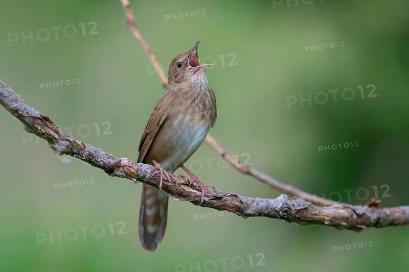 River Warbler (Locustella fluviatilis) singing, Brandenburg, Germany