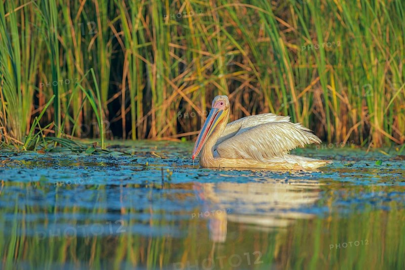 Great White Pelican (Pelecanus onocrotalus), Danube-Delta, Romania
