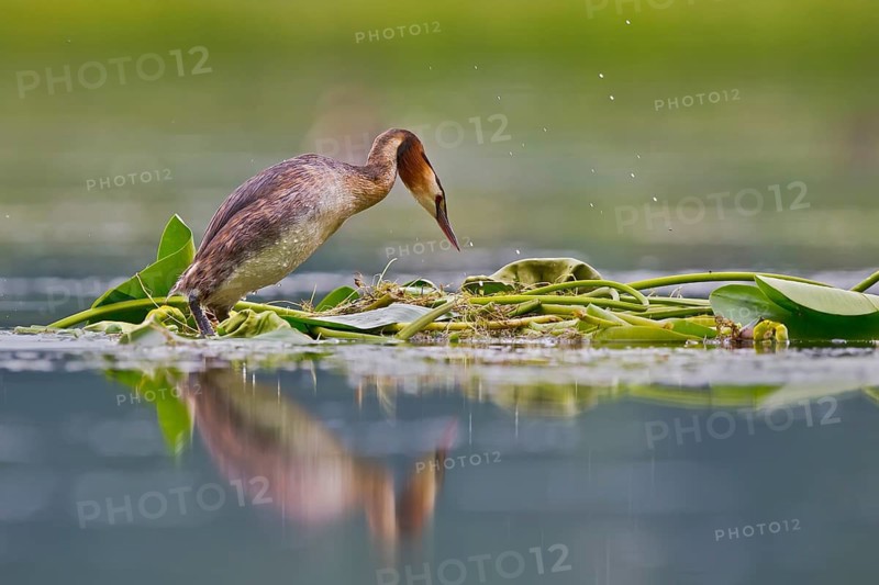 Great Crested Grebe (Podiceps cristatus) on nest, Bavaria, Germany