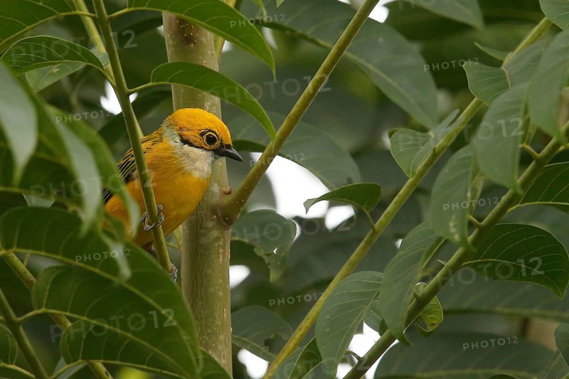 Silver-throated Tanager (Tangara icterocephala) perched in tree, Costa Rica