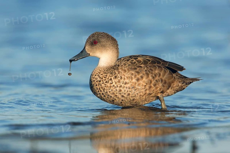 Grey Teal (Anas gracilis), Victoria, Australia