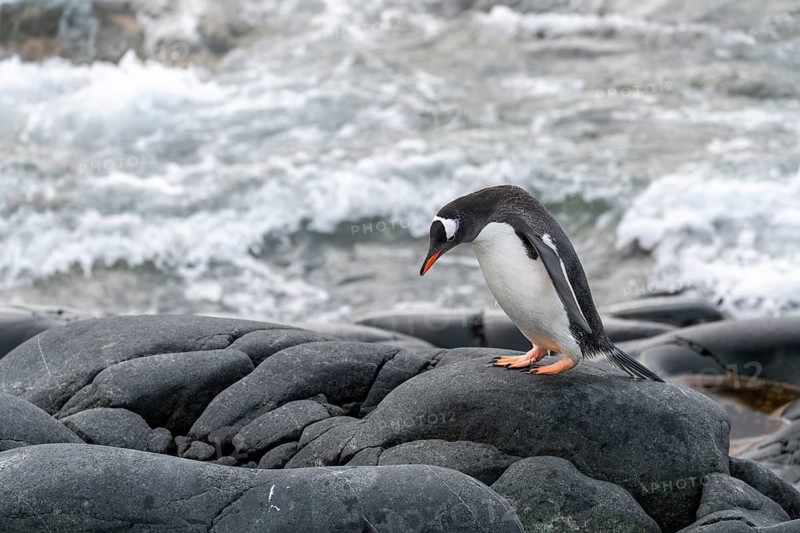 Gentoo penguin (Pygoscelis papua), individual standing on wet rock and looking down, crashing waves in the background, Antarctic Peninsula, Antarctica