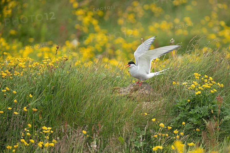 Arctic Tern (Sterna paradisaea) calling, perched on stone in a flowering meadow, Iceland