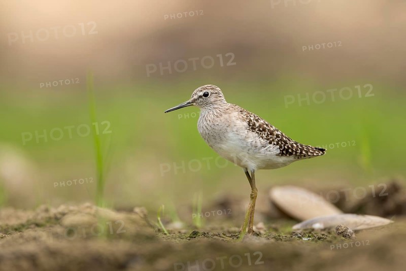 A Wood Sandpiper (Tringa glareola), sreepur, Gazipur, bangladesh