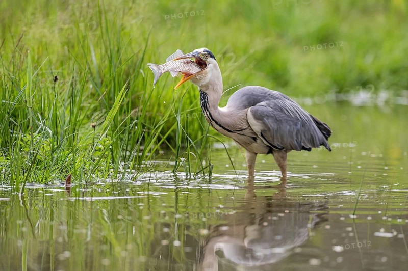 Grey Heron (Ardea cinerea) with fish prey in beak, Subotica, Serbia