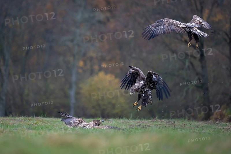 White-tailed eagle (Haliaeetus albicilla), juvenile, young white-tailed eagle in forest clearing with threatening gesture during approach, Podlaskie Voivodeship, Poland