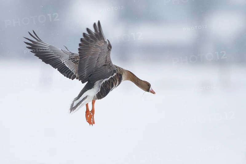 Greater White-fronted Goose (Anser albifrons) flying, North Rhine-Westphalia, Germany