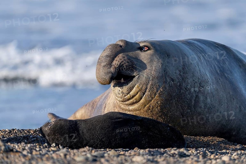 Southern elephant seal (Mirounga leonina), male with open mouth, lying on pebble beach in front of surf, Península Valdés, Chubut province, Argentina