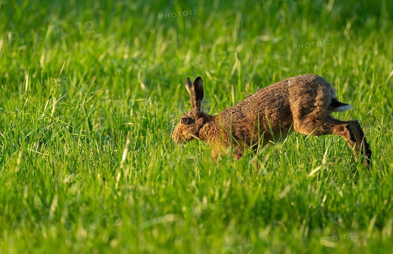 European hare (Lepus europaeus) running across a green meadow, wildlife, Lower Saxony, Germany