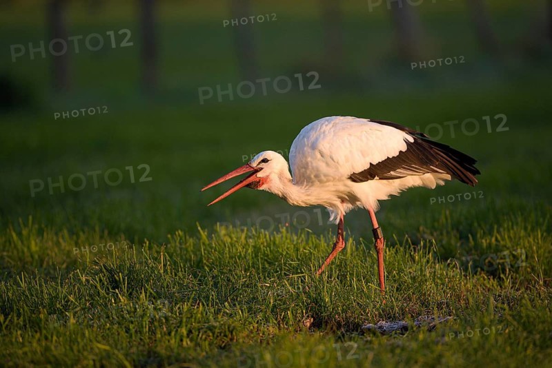 Weissstorch (Ciconia ciconia), White Stork, Altvogel bei der Nahrungssuche, Oktober, NSG Dingdener Heide, Nordrhein-Westfalen, Deutschland