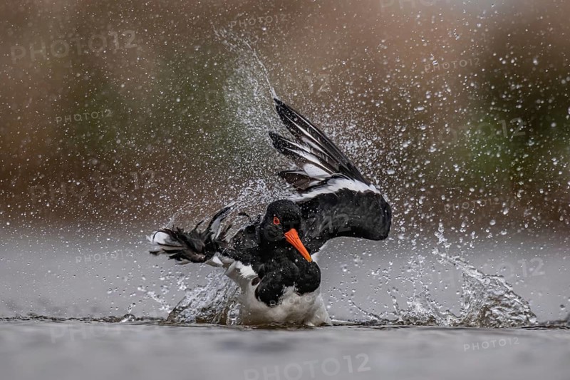 Eurasian Oystercatcher (Haematopus ostralegus) bathing, Schleswig-Holstein, Germany
